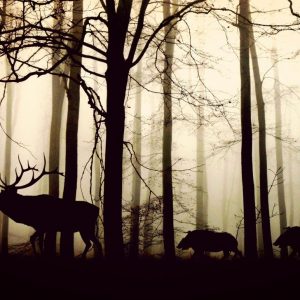 animals, forest, silhouette